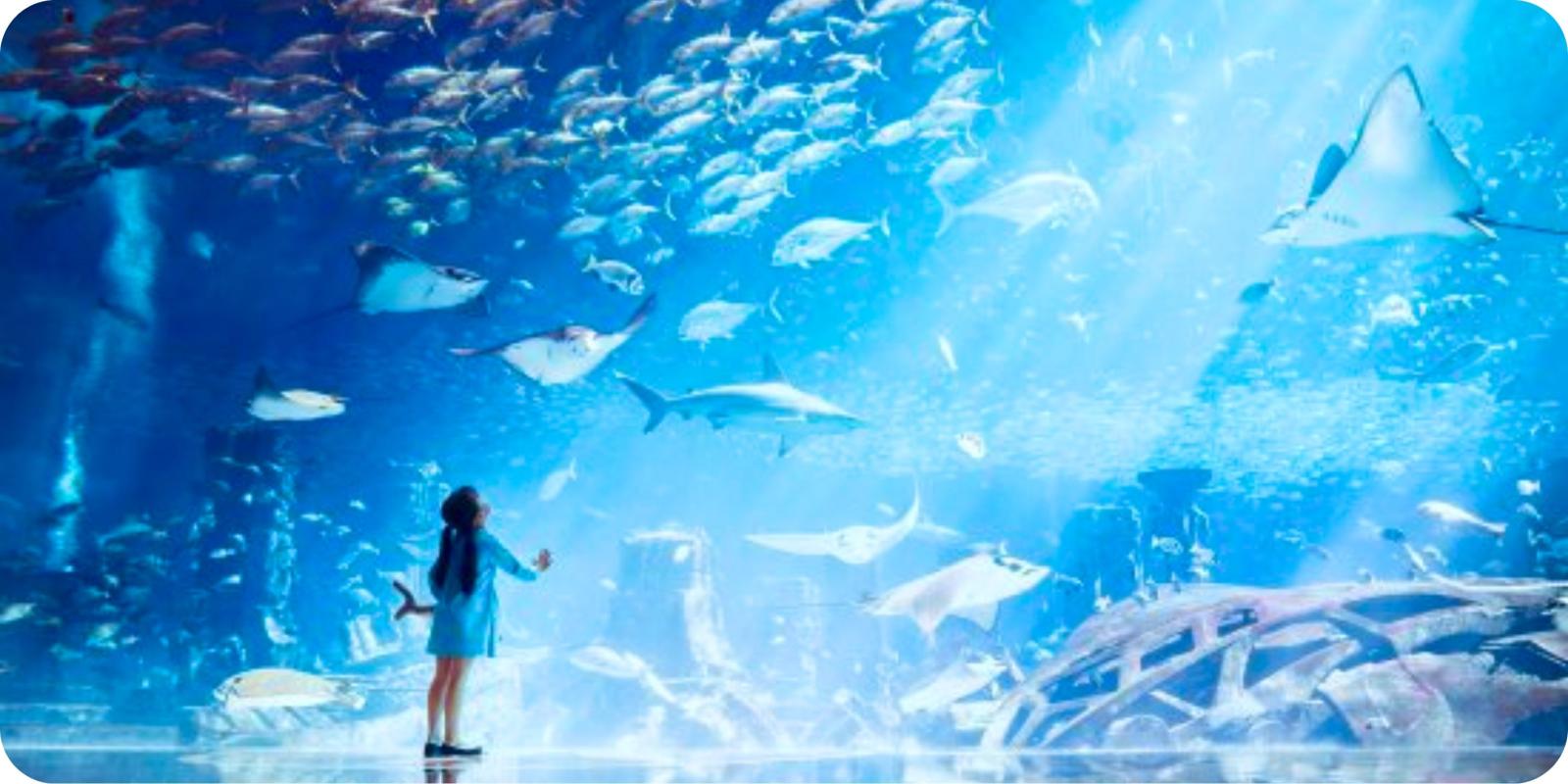 The Lost Chambers Aquarium (Dubai) - 2021 Alles wat u moet weten VOORDAT je  gaat - Tripadvisor