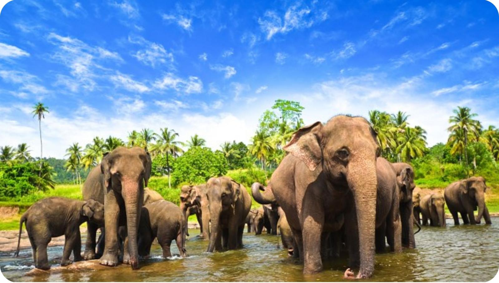 Afbeeldingsresultaat voor sri lanka elephants
