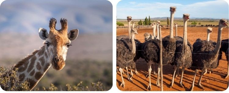 Zuid-Afrika voor beginners.  Dit moet je weten voor je vertrek